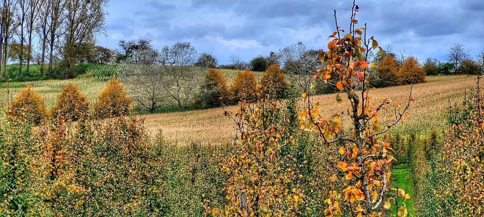 Hoeve Hofgaarde Heers Экстерьер фото